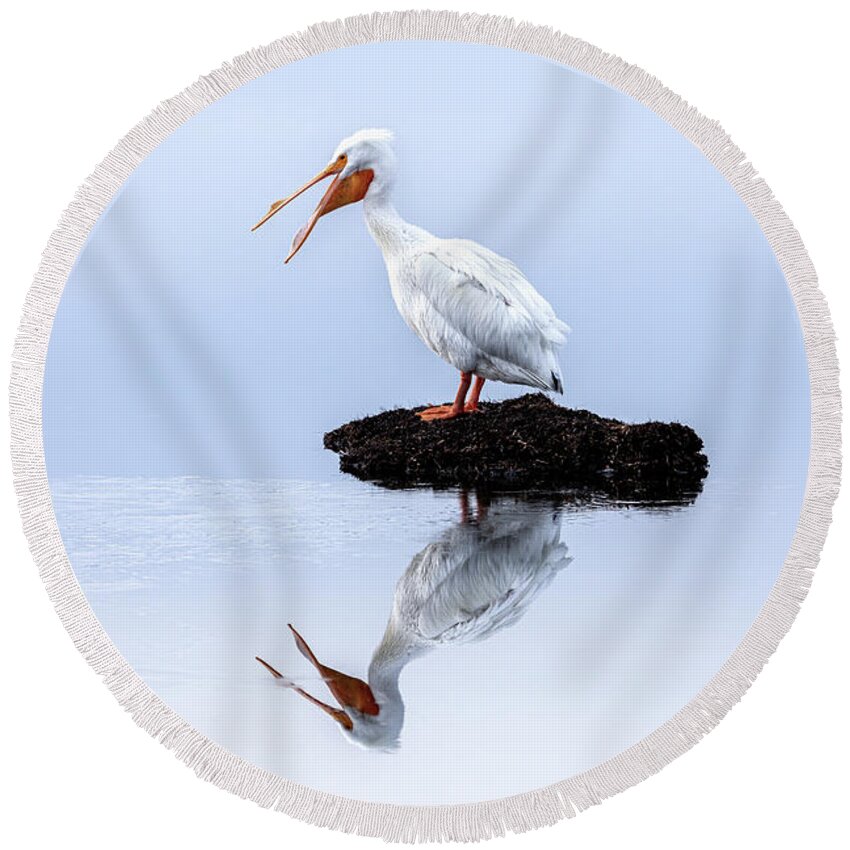 White Pelican Round Beach Towel featuring the photograph White Pelican Yawning by C Renee Martin
