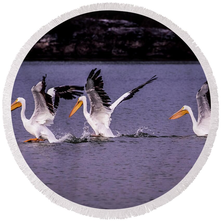 White Round Beach Towel featuring the photograph White Pelicans Fishing in Springfield Lake by Allin Sorenson