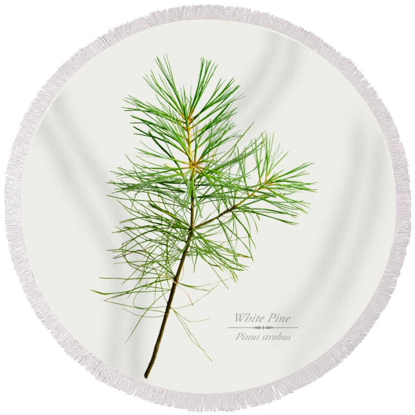 White Pine Round Beach Towel featuring the mixed media White Pine by Christina Rollo