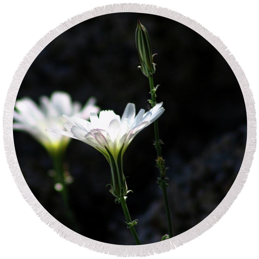 White Round Beach Towel featuring the photograph White Tackstem Daisy by Gene Taylor