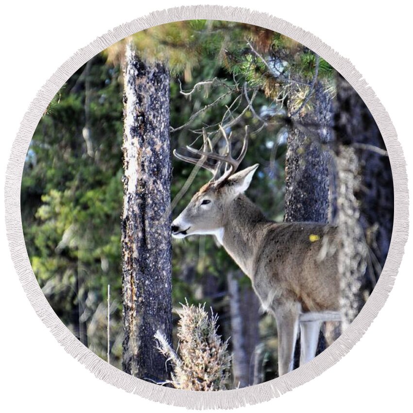 Whitetail Deer Round Beach Towel featuring the photograph White Tail Buck by Mike Helland