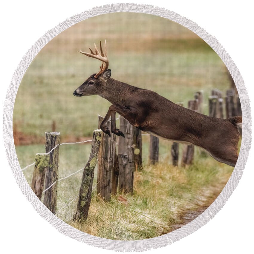 Great Smoky Mountains National Park Round Beach Towel featuring the photograph White-tailed Buck Showing Off by Robert J Wagner
