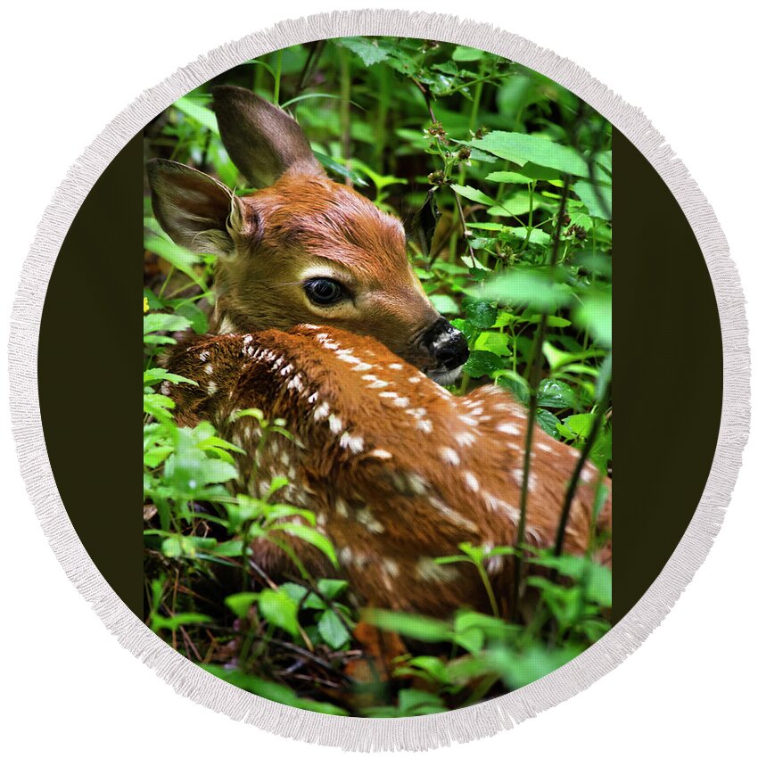 White Tailed Deer Round Beach Towel featuring the photograph White Tailed Deer Fawn by Christina Rollo