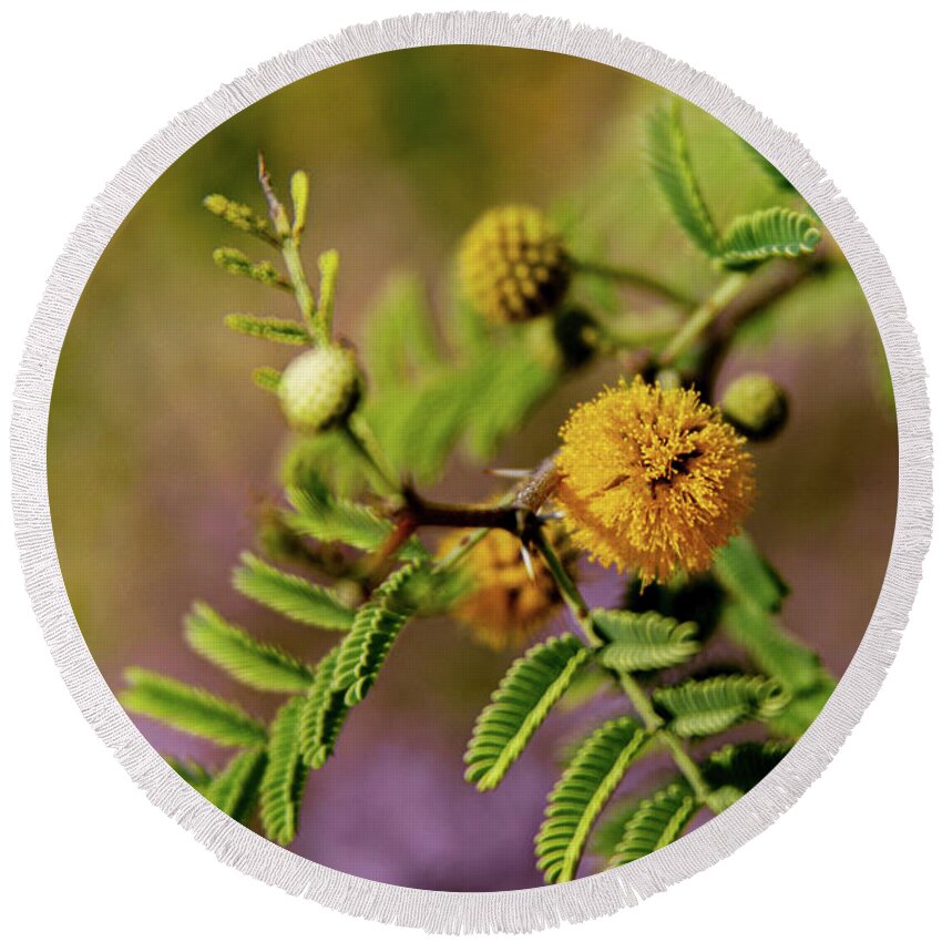 Acacia Round Beach Towel featuring the photograph White Thorn Acacia in Bloom by Bonny Puckett