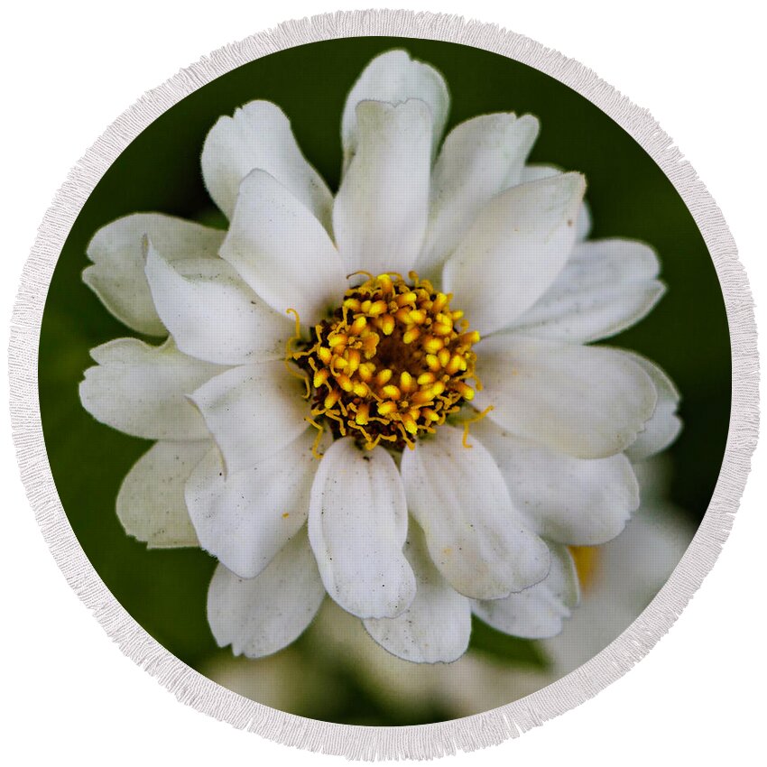 Photography Round Beach Towel featuring the photograph White Zinnia Flower by Venetia Featherstone-Witty