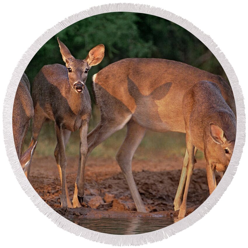 North America Round Beach Towel featuring the photograph Whitetail Deer at Waterhole Texas by Dave Welling