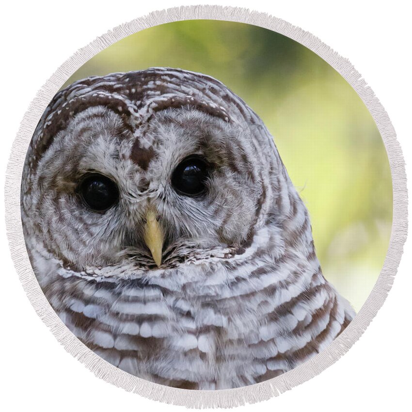 Nature Round Beach Towel featuring the photograph Who Me? - Barred Owl by Belen Bilgic Schneider