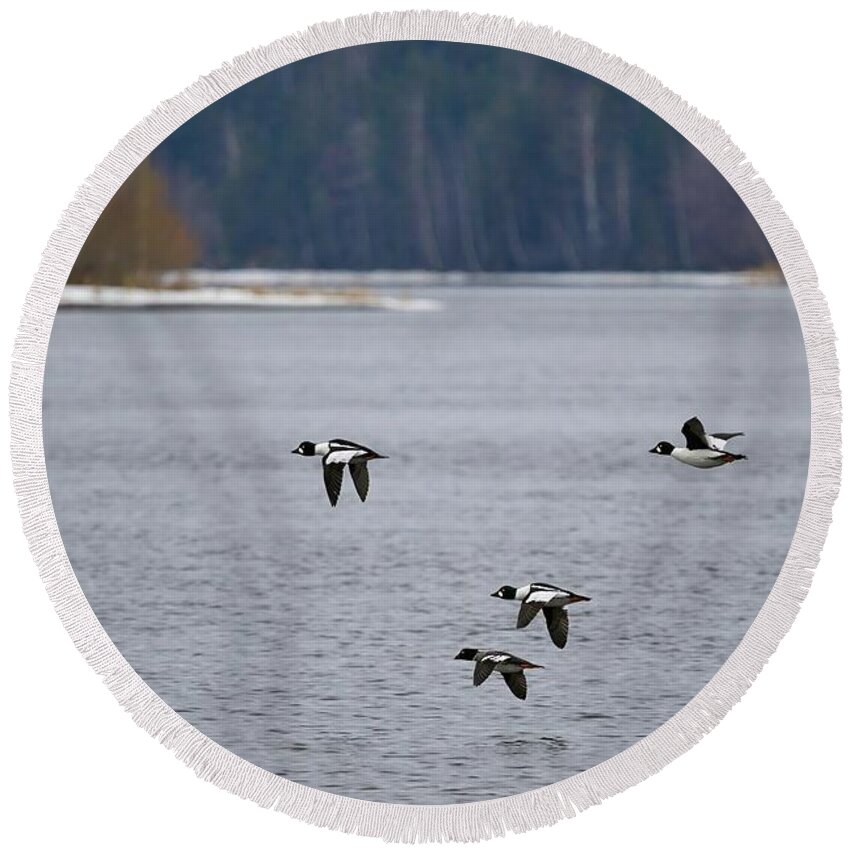  Round Beach Towel featuring the photograph Who will be the prince of the dreams. Common goldeneye by Jouko Lehto