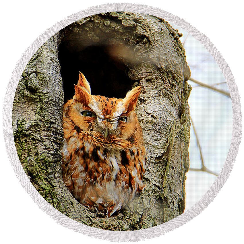 Eastern Screech Owl Red Morph Round Beach Towel featuring the photograph Whooo are You by Mary Walchuck