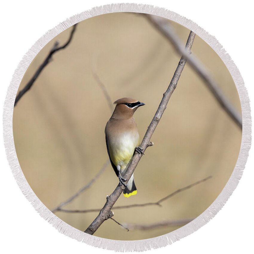 Bird Round Beach Towel featuring the photograph WI Cedar waxing by Gregory Payne