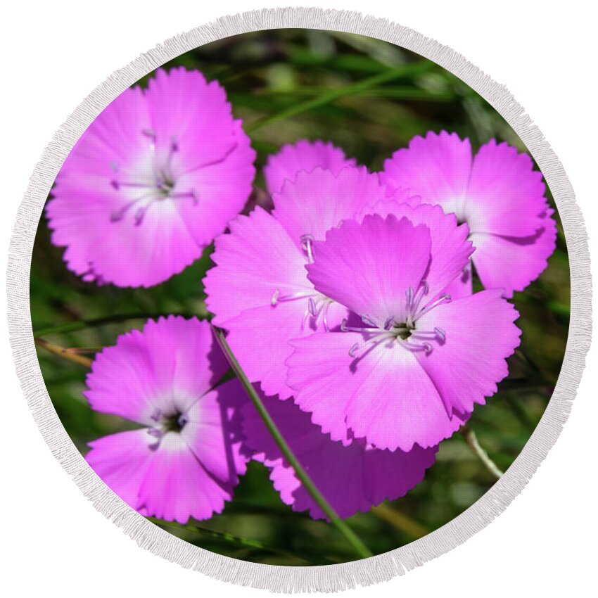 Grass Round Beach Towel featuring the photograph Wild Carnation Pink Flowers by Mikhail Kokhanchikov