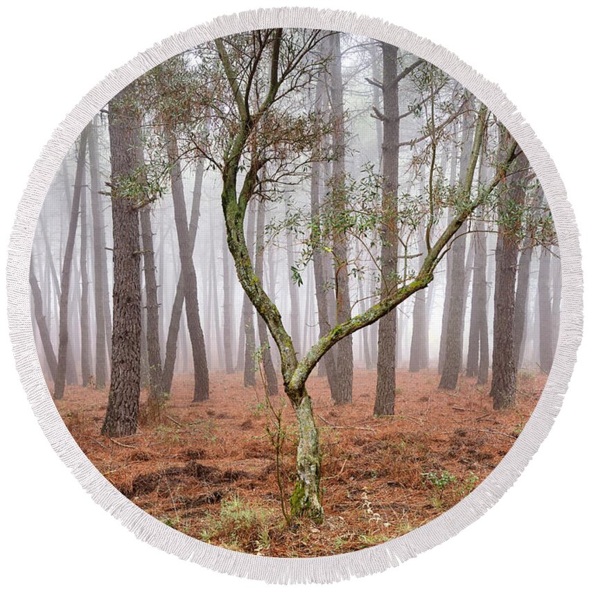 Olive Round Beach Towel featuring the photograph Wild olive. Into the foggy pines by Guido Montanes Castillo