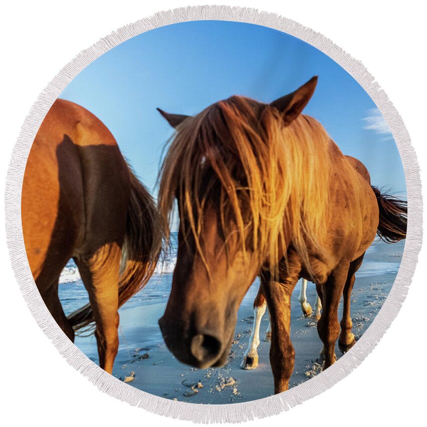 5-places Round Beach Towel featuring the photograph Wild Pony Head Shot Assateague Island by Louis Dallara