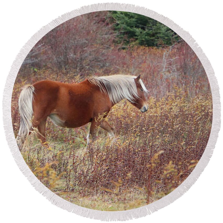 Appalachia Round Beach Towel featuring the photograph WILD PONY of GRAYSON HIGHLANDS by Suzanne Stout