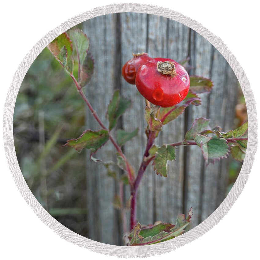 Rose Round Beach Towel featuring the photograph Wild Rose Hips And Fence Post by Karen Rispin
