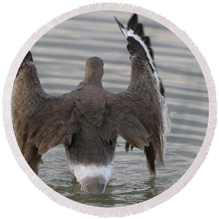 Willet Round Beach Towel featuring the photograph Willet's Impressive Wings by Mingming Jiang