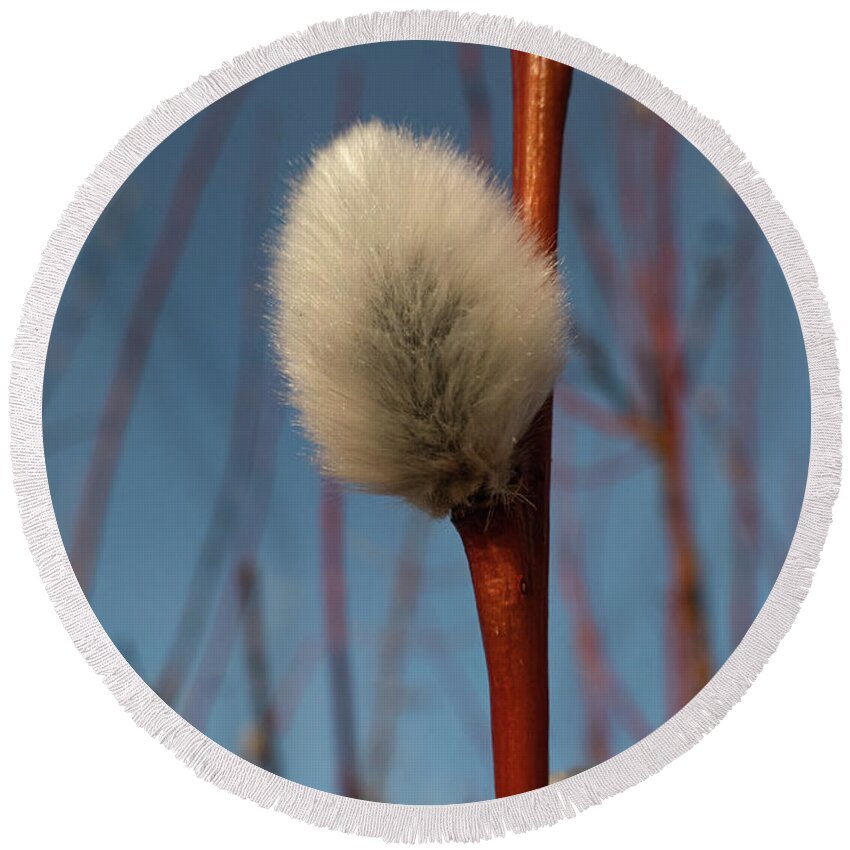 Spring Round Beach Towel featuring the photograph Willow Catkin by Karen Rispin