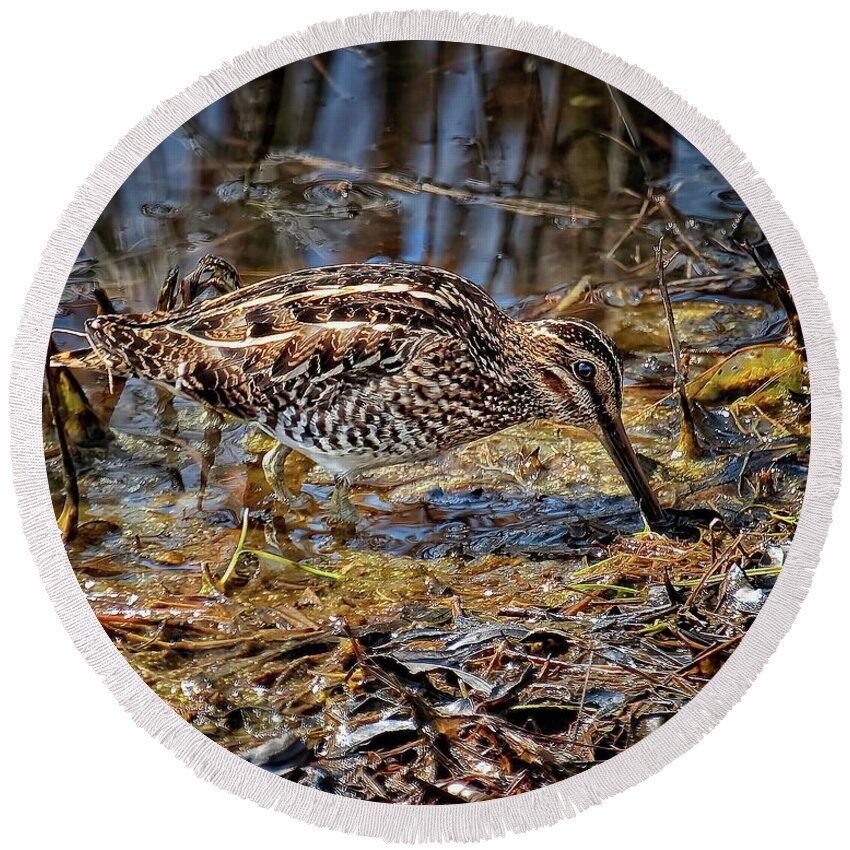 Wildlife Round Beach Towel featuring the photograph Wilson's Snipe in Savannah National Wildlife Refuge by Ronald Lutz