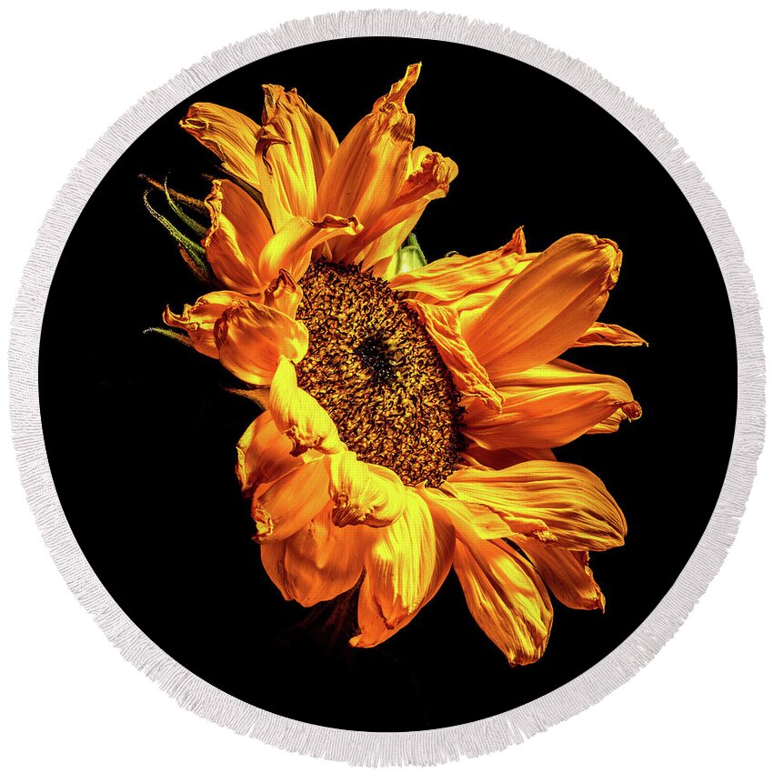 Black Background Round Beach Towel featuring the photograph Wilting Sunflower #2 by Kevin Suttlehan