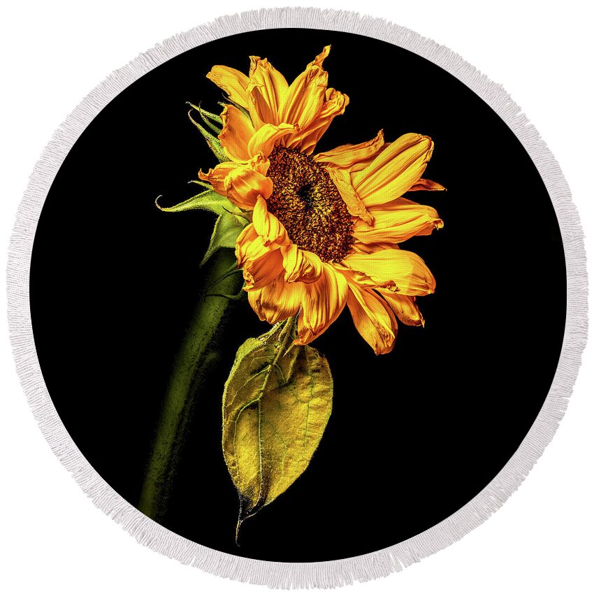 Black Background Round Beach Towel featuring the photograph Wilting Sunflower #3 by Kevin Suttlehan