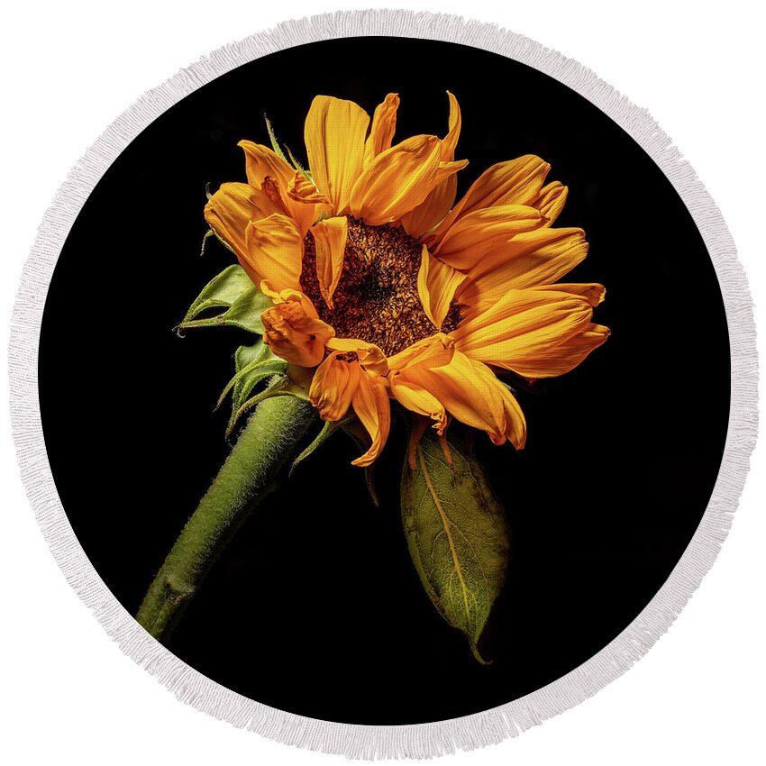 Black Background Round Beach Towel featuring the photograph Wilting Sunflower #4 by Kevin Suttlehan