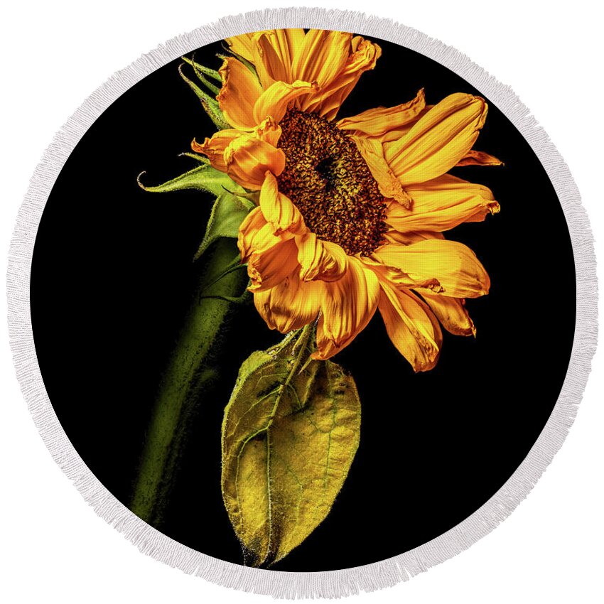 4x5 Format Round Beach Towel featuring the photograph Wilting Sunflower #5 by Kevin Suttlehan