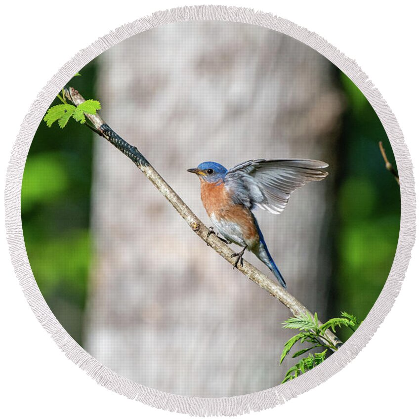 Blue Ridge Parkway Round Beach Towel featuring the photograph Wings of a Bluebird by Robert J Wagner