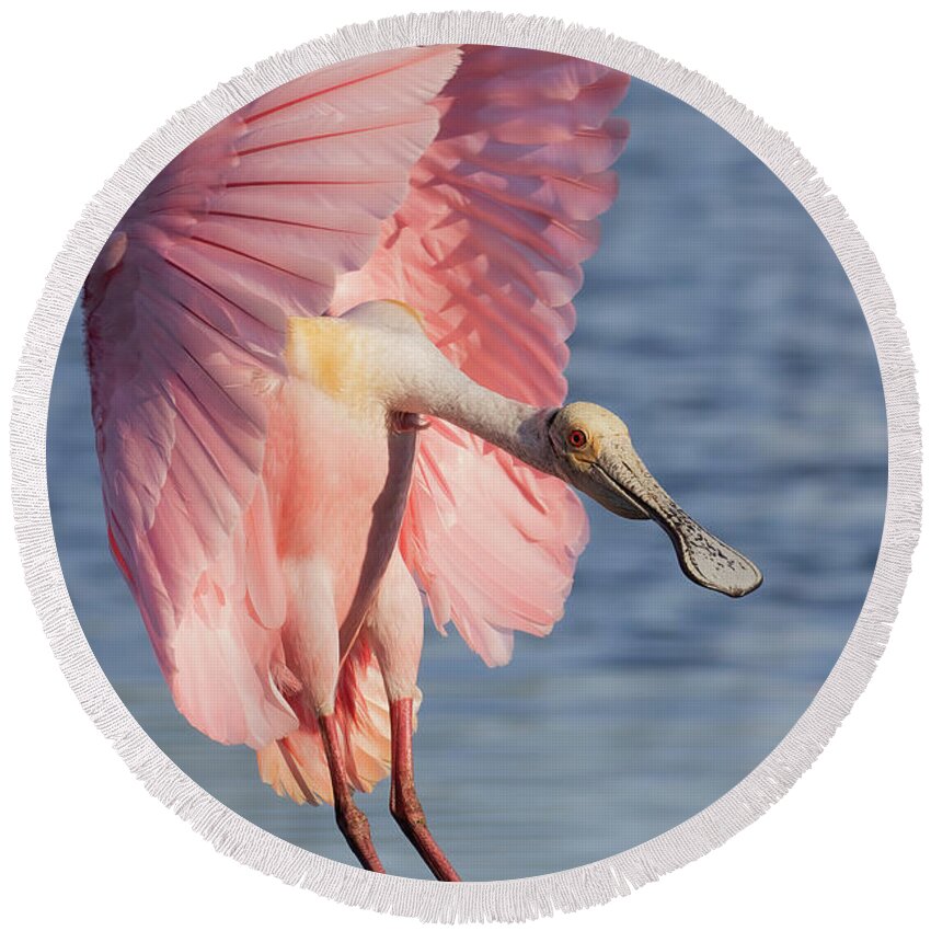 Roseate Spoonbill Round Beach Towel featuring the photograph Wings up, neck out II by RD Allen