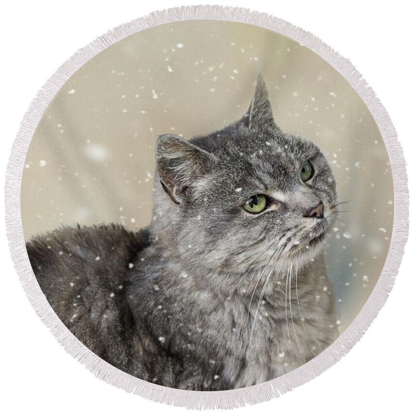Cat Round Beach Towel featuring the photograph Winter Cat by Eva Lechner