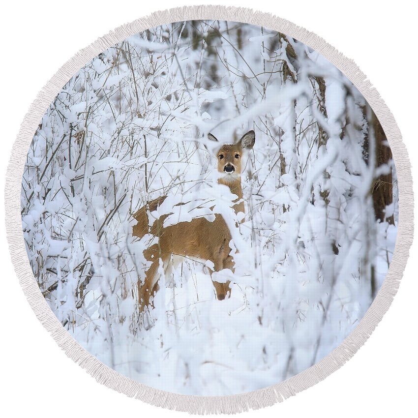 Winter Deer Round Beach Towel featuring the photograph Winter Deer by Dan Sproul
