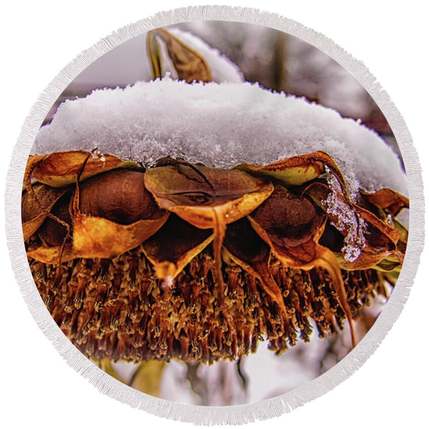 Closeup Round Beach Towel featuring the photograph Winter Sunflowers Last Days by Louis Dallara