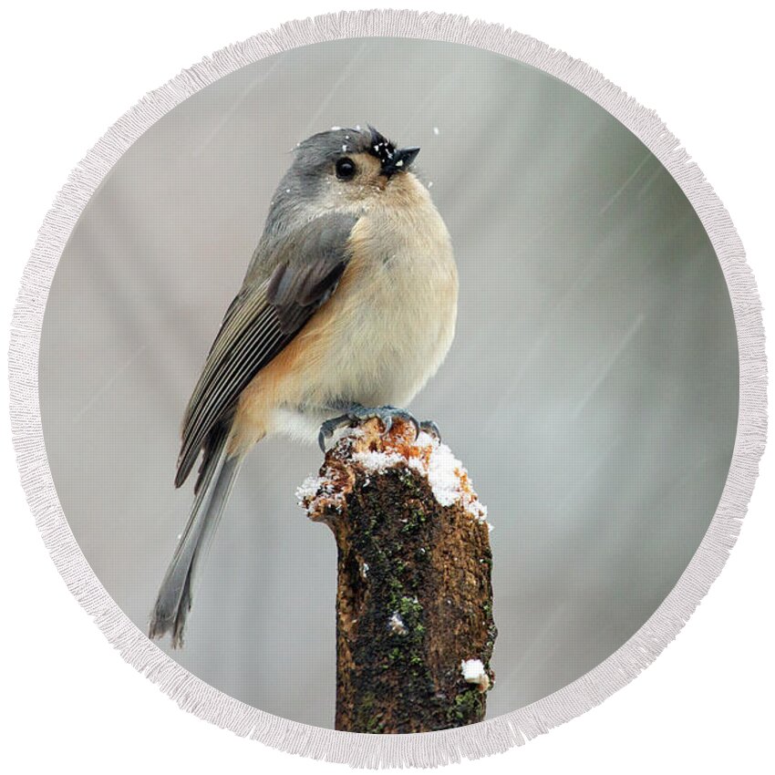 Nature Round Beach Towel featuring the photograph Winter Titmouse by Gina Fitzhugh