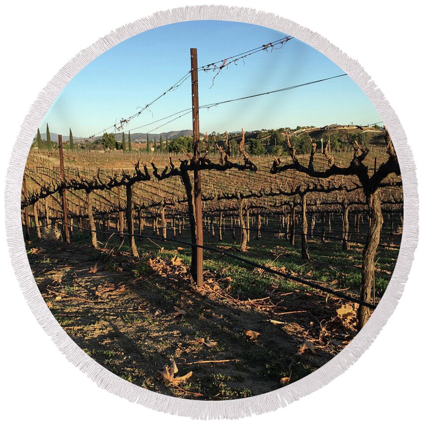 Winter Round Beach Towel featuring the photograph Winter Vines Hart Winery Temecula by Roxy Rich