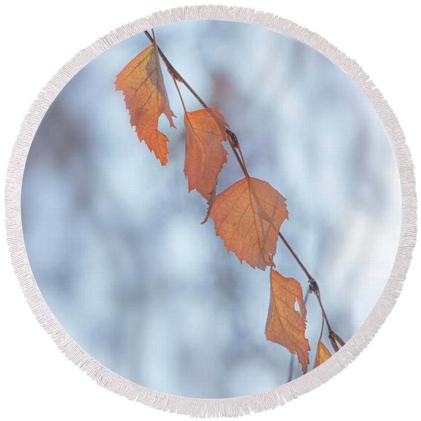 Winter Round Beach Towel featuring the photograph Winter Weeping Birch Leaves by Karen Rispin