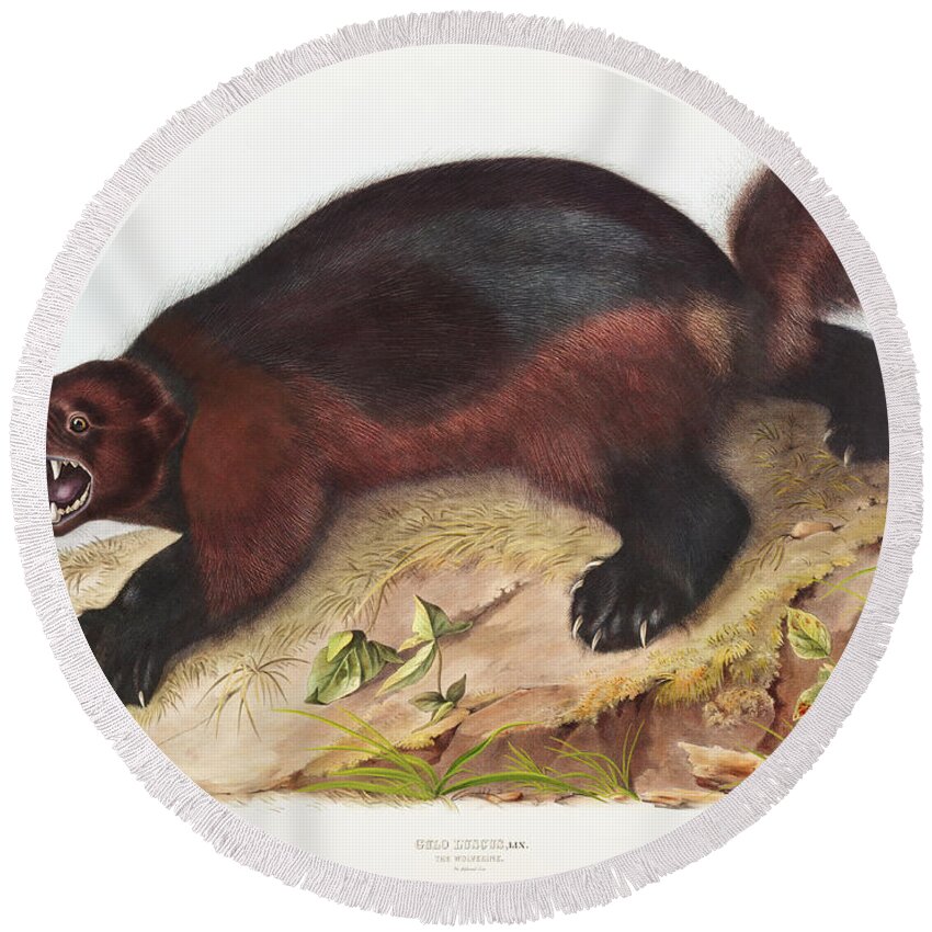 American Animals Round Beach Towel featuring the mixed media Wolverine. John Woodhouse Audubon Illustration by World Art Collective