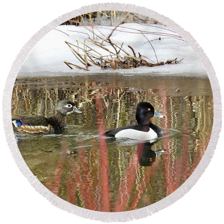 Ring Neck Duck Round Beach Towel featuring the photograph Wood Duck and Ring Neck by Nicola Finch
