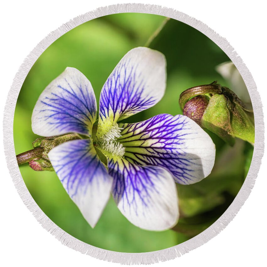 Violet Round Beach Towel featuring the photograph Wood Violet I by Marianne Campolongo