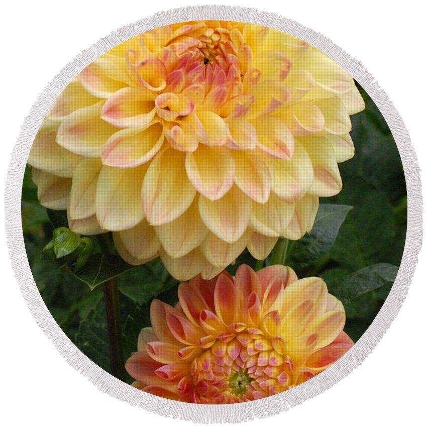 Dahlia Round Beach Towel featuring the photograph Yellow and Orange Dahlias 2 by Amy Fose