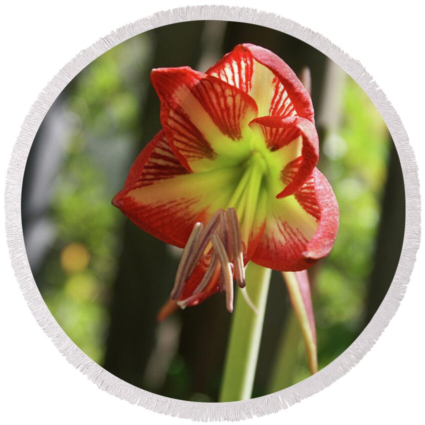  Round Beach Towel featuring the photograph Yellow and Red Amaryllis by Heather E Harman