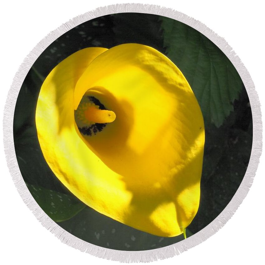 Yellow Round Beach Towel featuring the photograph Yellow Beauty by Richard Thomas