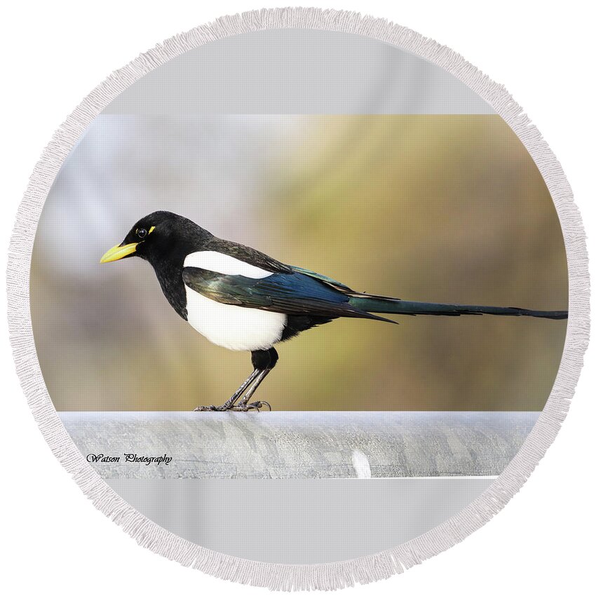 Magpie Round Beach Towel featuring the photograph Yellow-billed magpie by Tahmina Watson