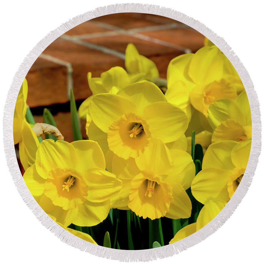 Daffodils Round Beach Towel featuring the photograph Yellow Daffodils, 1 by Glenn Franco Simmons