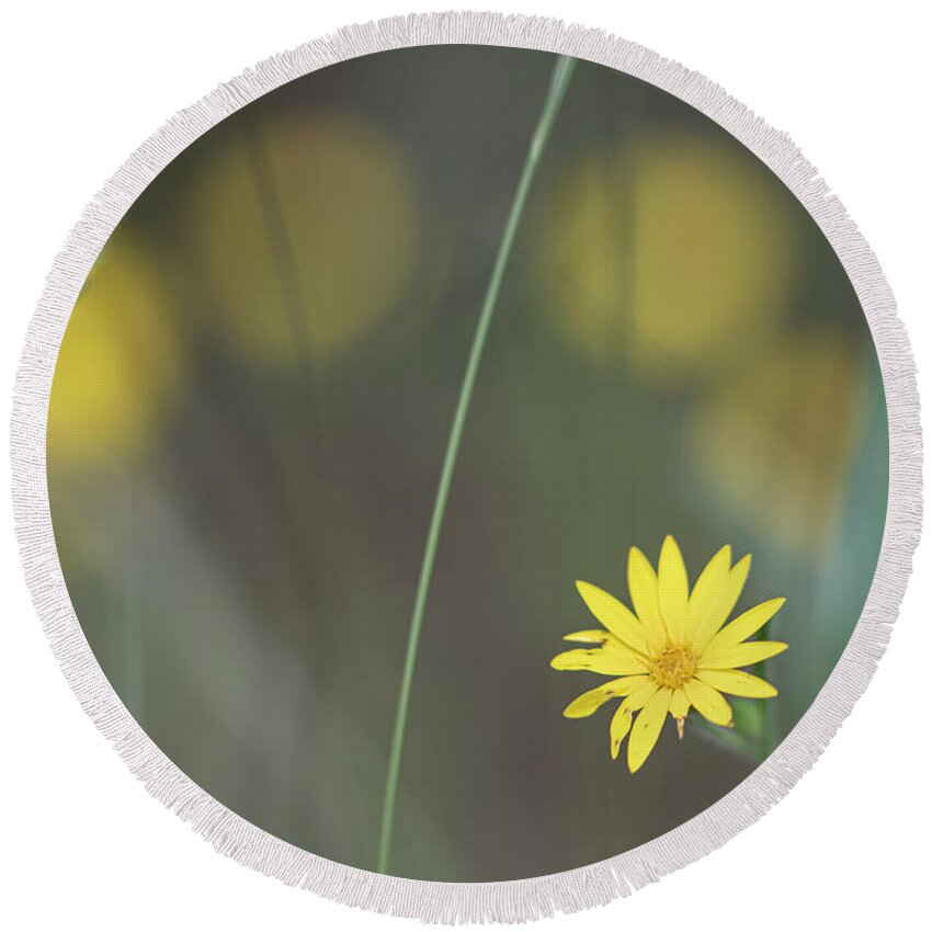 Daisy Round Beach Towel featuring the photograph Yellow Daisy Close-up by Karen Rispin