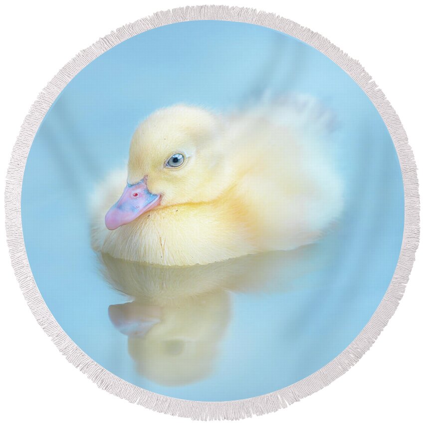 Yellow Duckling Round Beach Towel featuring the photograph Yellow Duckling Reflections by Jordan Hill