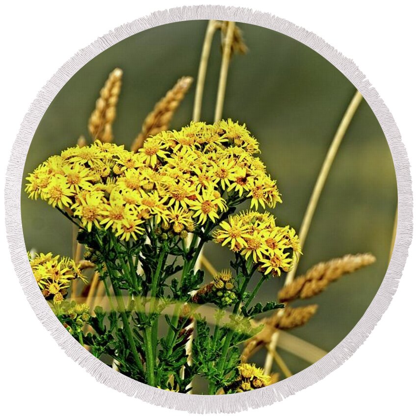 America Round Beach Towel featuring the photograph Yellow Flowers, Brown Stalks by David Desautel