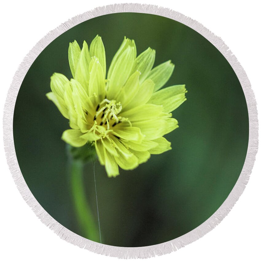 Tragopogon Dubius Round Beach Towel featuring the photograph Yellow Goat's Beard Wildflower by Kathy Clark