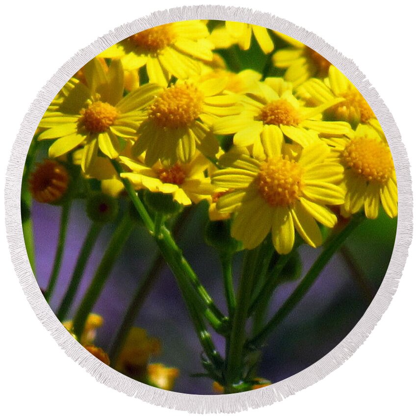 Wildflower Round Beach Towel featuring the photograph Yellow Icing by Amy Hosp