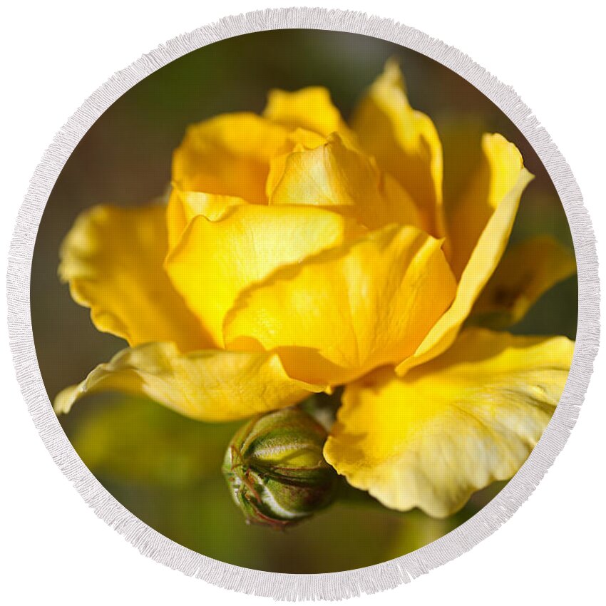 Yellow Rose Round Beach Towel featuring the photograph Yellow Rose Hugging Bud by Joy Watson