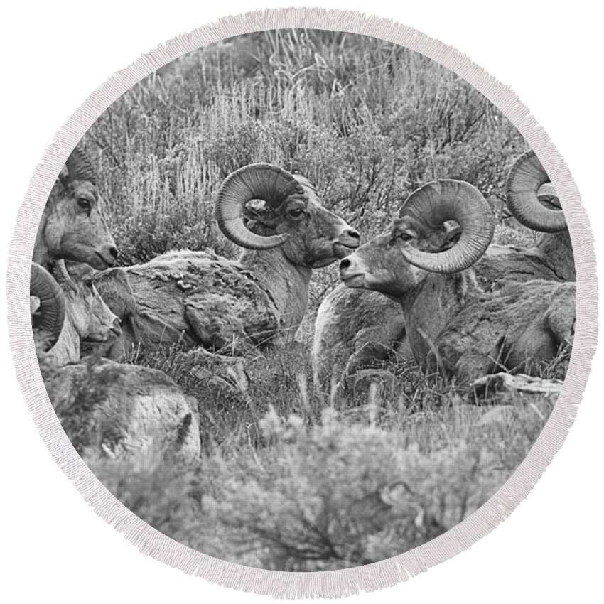 Bighorn Round Beach Towel featuring the photograph Yellowstone Bighorn Cluster Black And White by Adam Jewell
