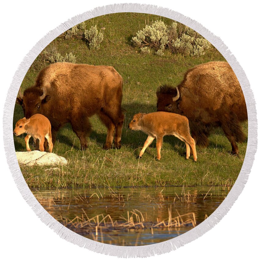 Yellowstone Round Beach Towel featuring the photograph Yellowstone Bison Red Dog Season by Adam Jewell